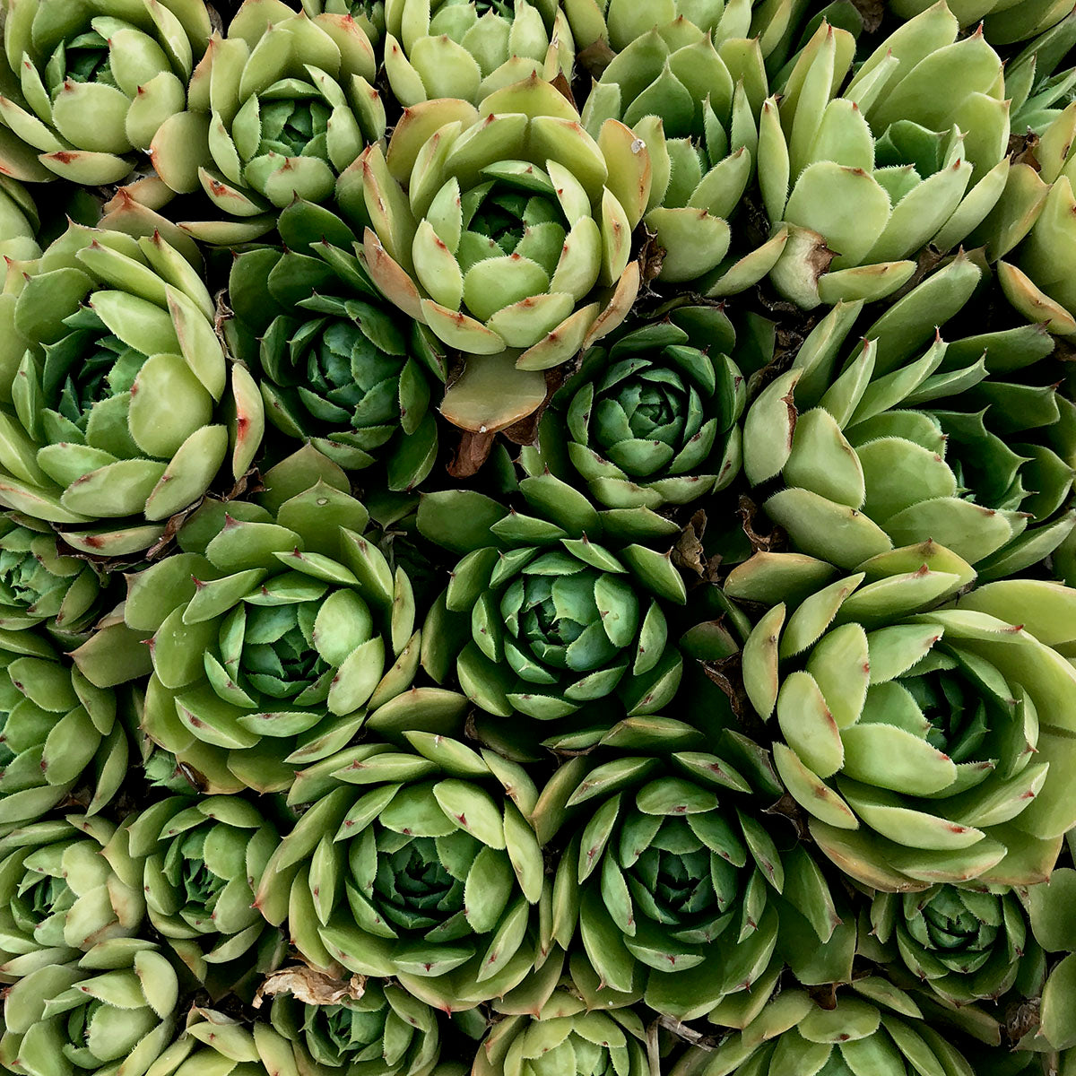 Succulents + Salt Experience