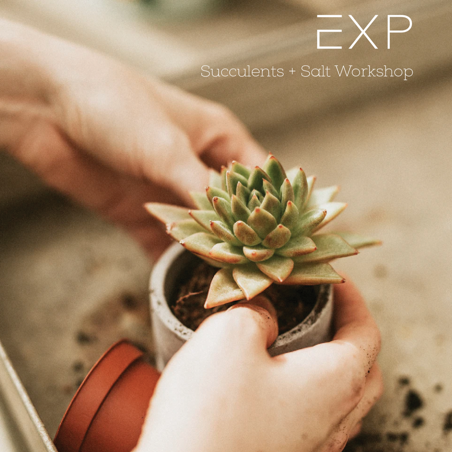 Succulents + Salt Experience